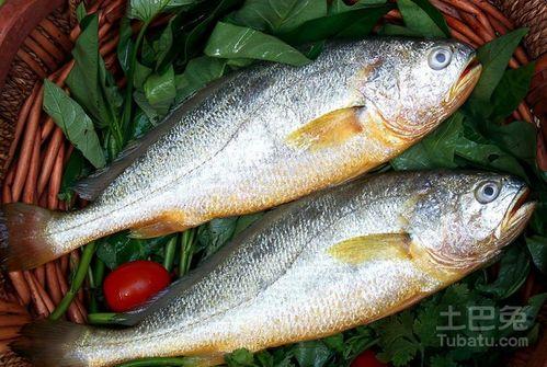 热点爆料鱼儿的视频,热点爆料视频带你探秘水下世界